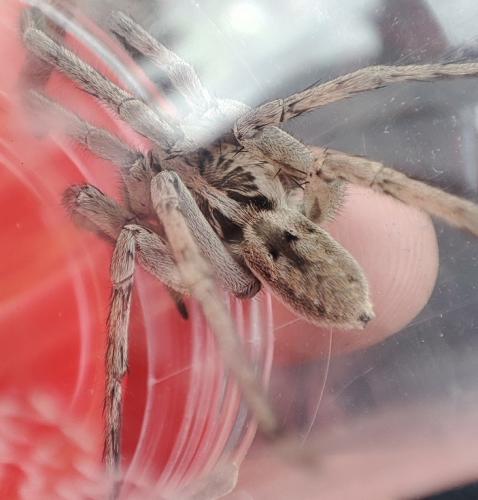 Réf. 334 099 : Hogna radiata